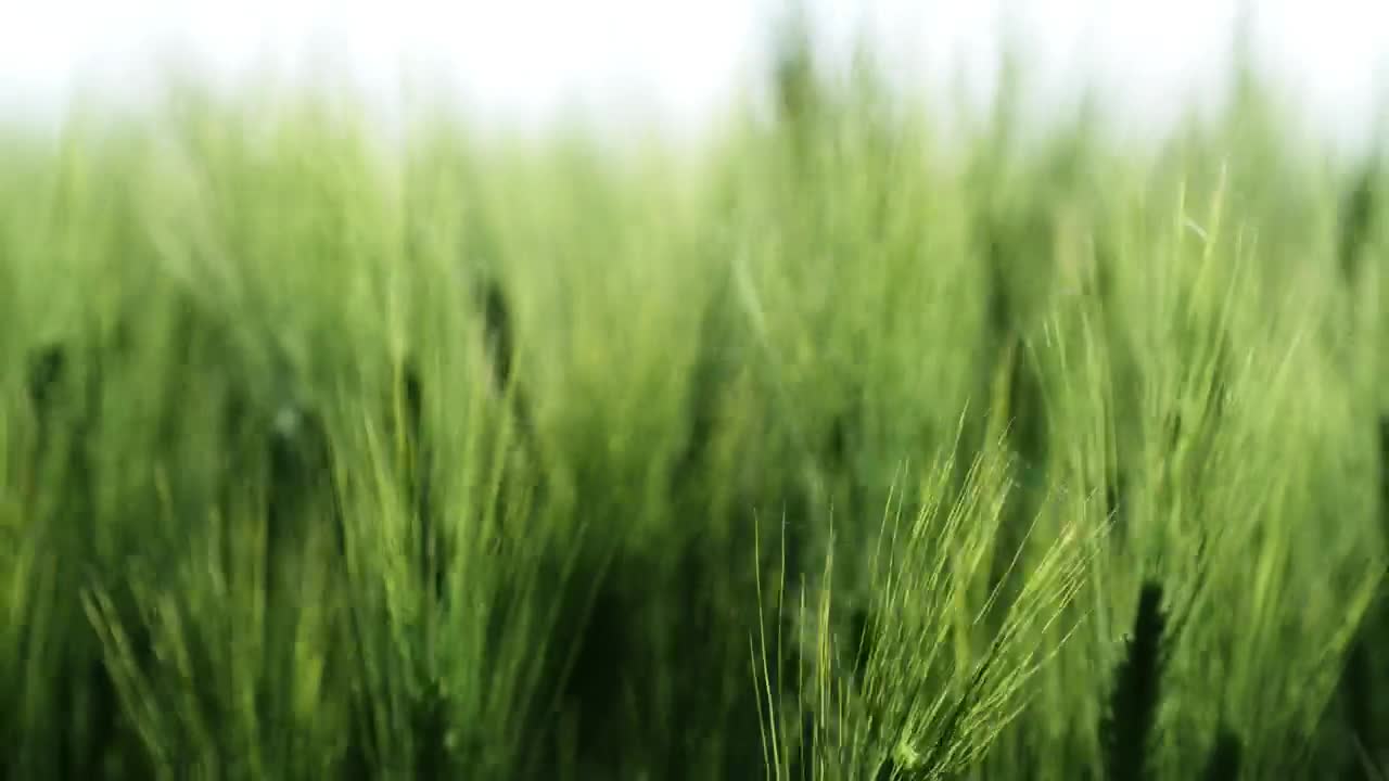   Stock Footage Wheat Crops In A Field Live Wallpaper