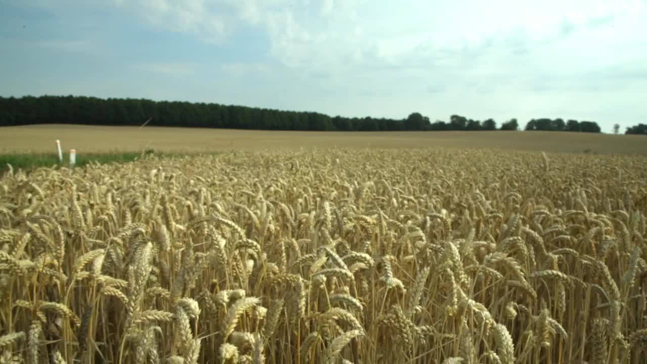   Stock Footage Wheat Before Harvest Live Wallpaper