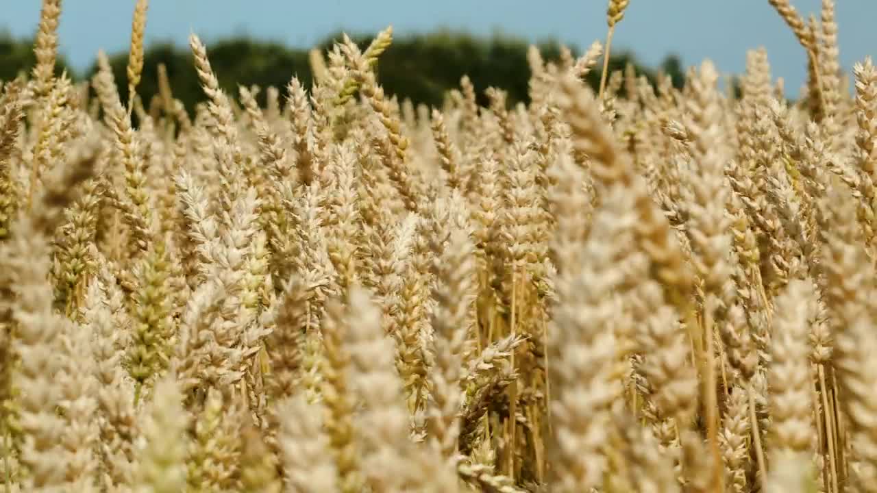   Stock Footage What Swaying In A Gentle Wind Live Wallpaper