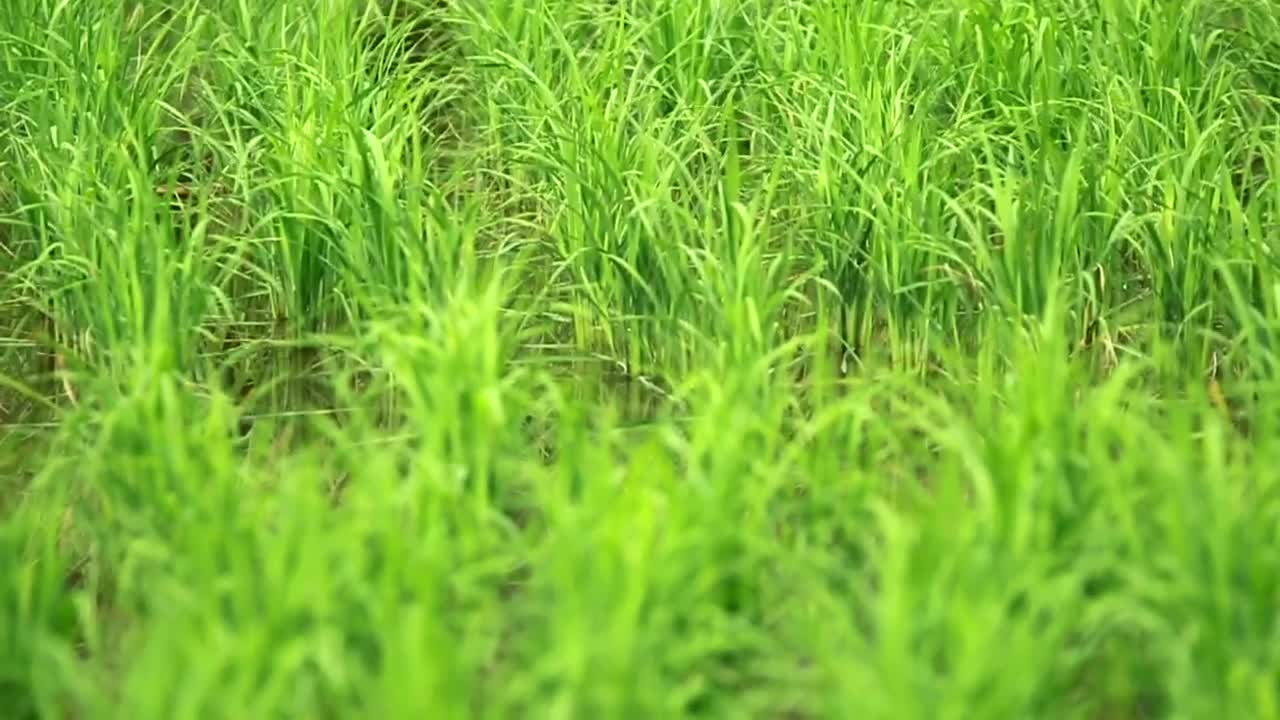   Stock Footage Wetlands Full Of Grass Live Wallpaper