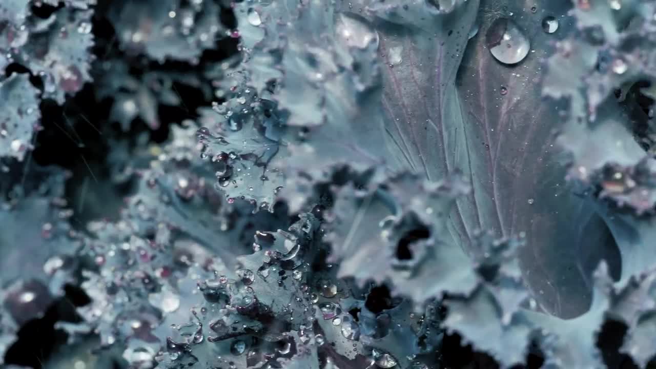   Stock Footage Wet Purple Lettuce Live Wallpaper
