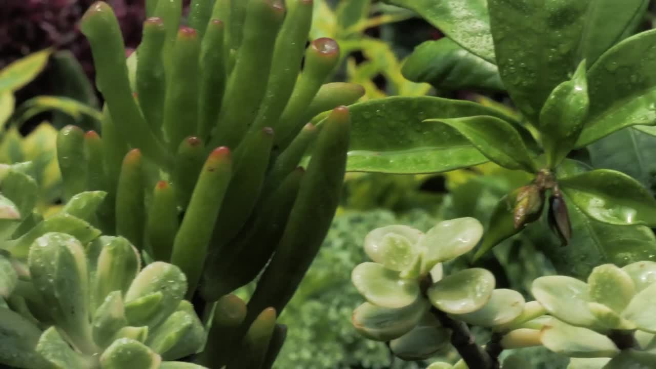   Stock Footage Wet Green Plants Live Wallpaper