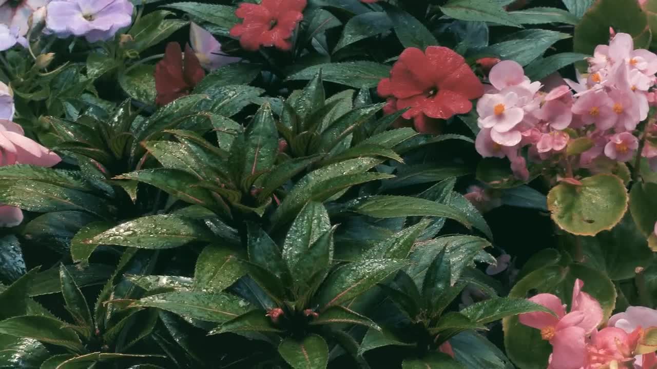   Stock Footage Wet Flowers With Green Leaves Live Wallpaper