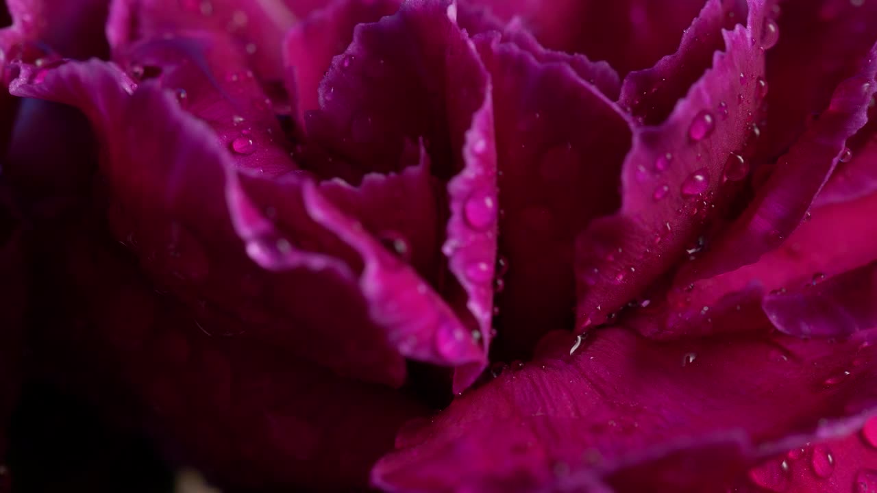   Stock Footage Wet Flowers With Close Up View Live Wallpaper