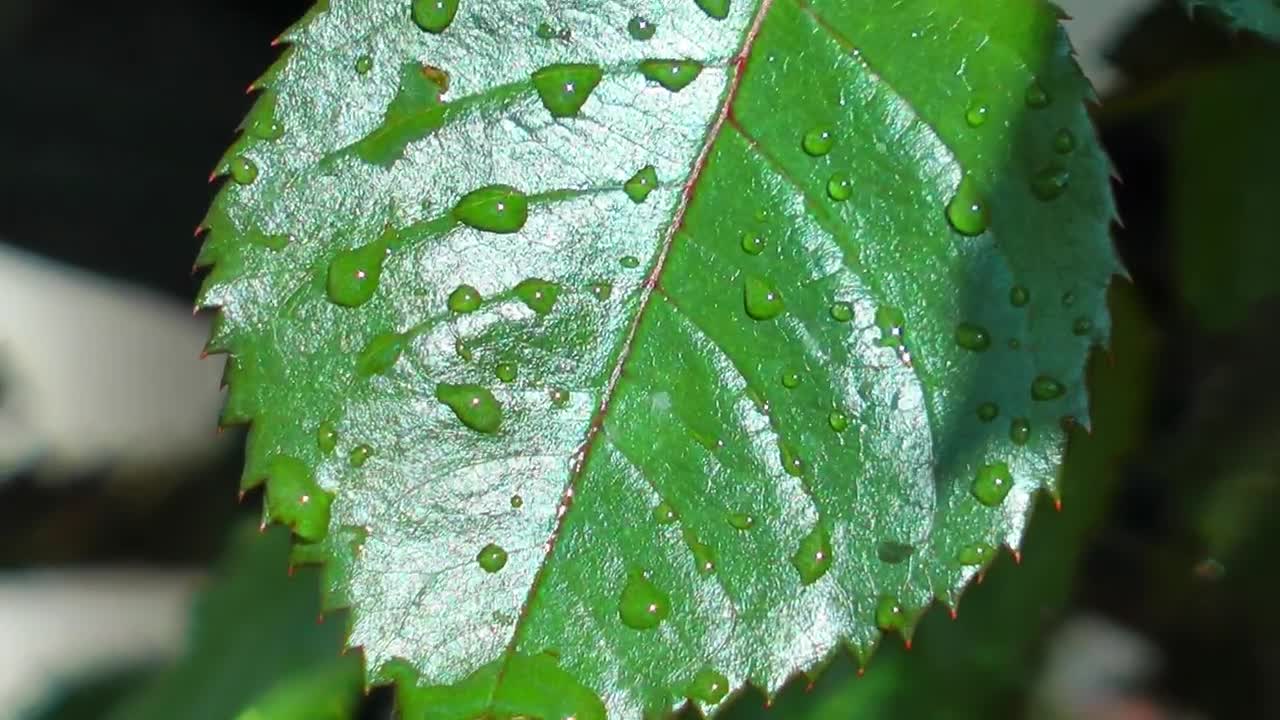   Stock Footage Wet Branch With Leaves And Thorns Live Wallpaper