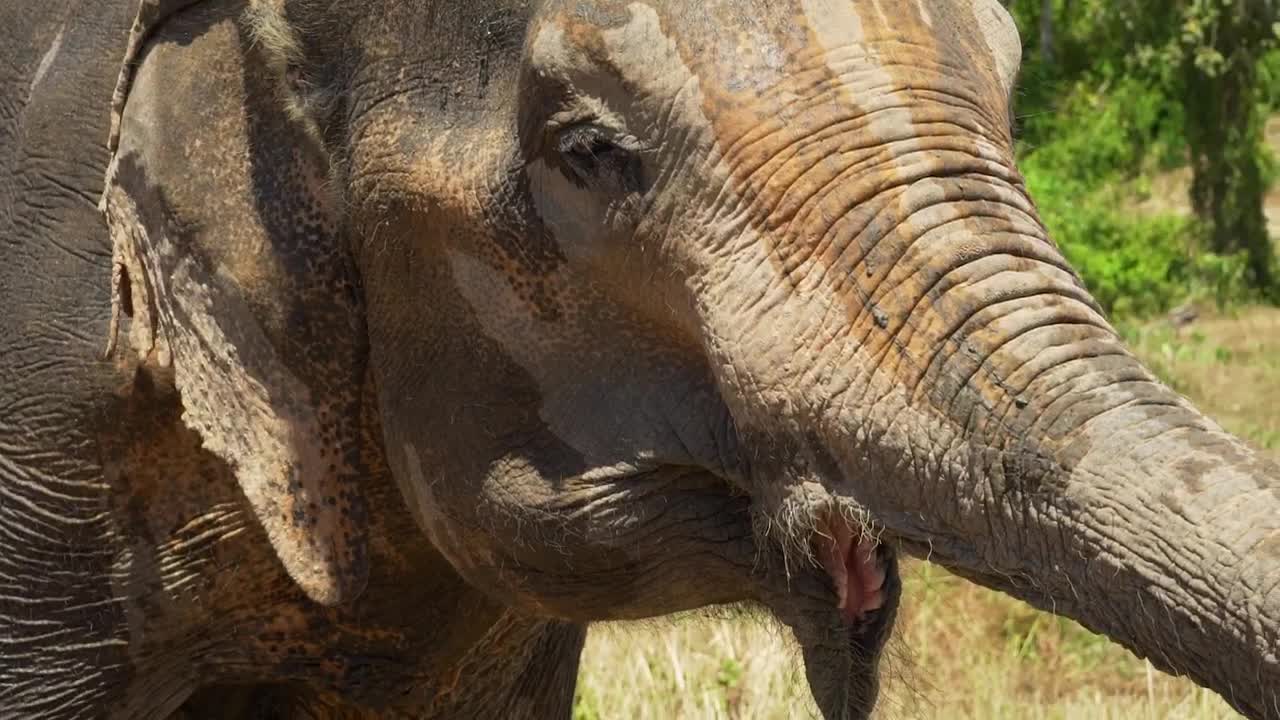   Stock Footage Wet Elephant In The Savanna Live Wallpaper