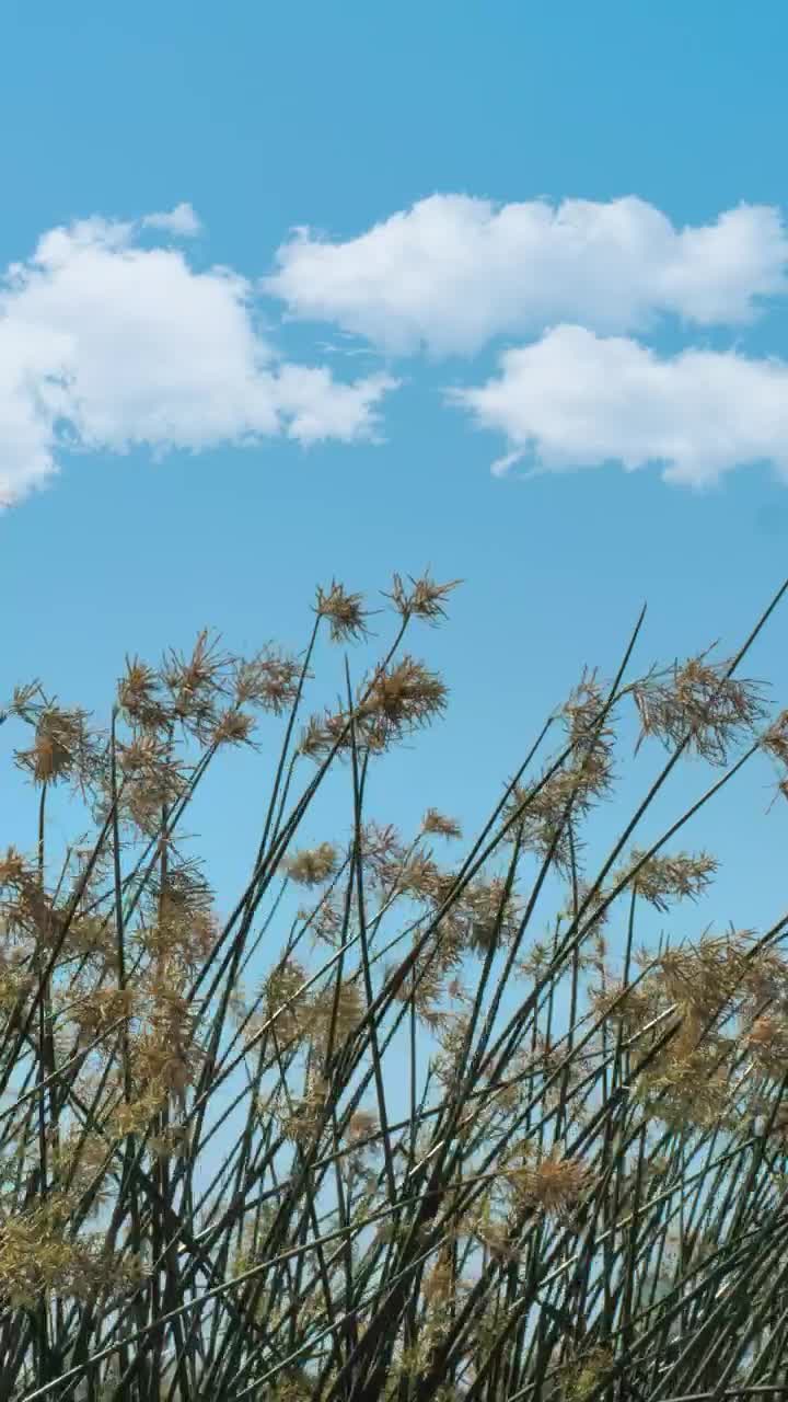   Stock Footage Weeds Waving In The Breeze Live Wallpaper