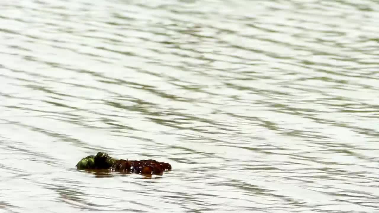   Stock Footage Weeds Floating In A River Live Wallpaper
