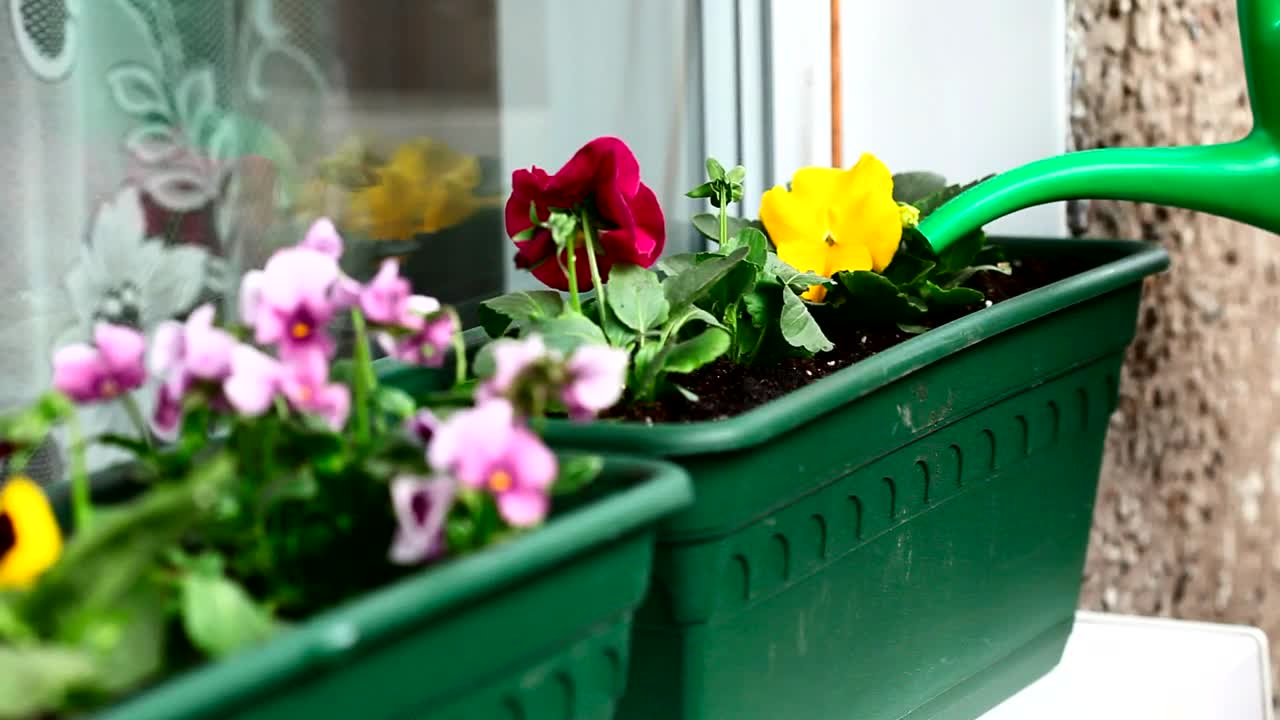   Stock Footage Watering The Garden Flowers Live Wallpaper