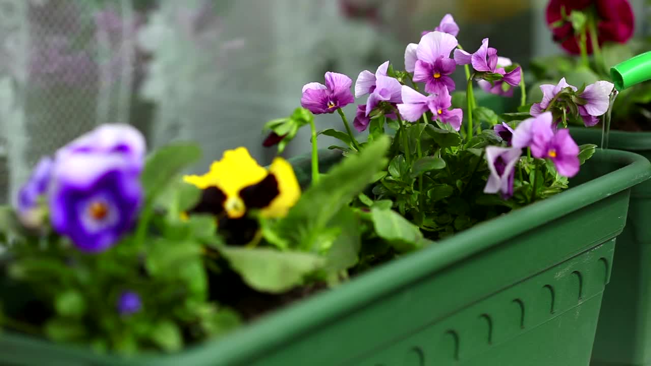   Stock Footage Watering The Flowers With A Green Recipient Live Wallpaper