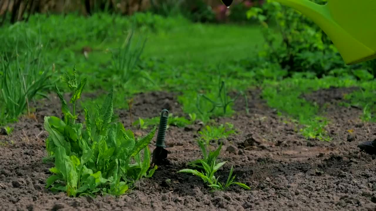   Stock Footage Watering Plants In A Garden Live Wallpaper