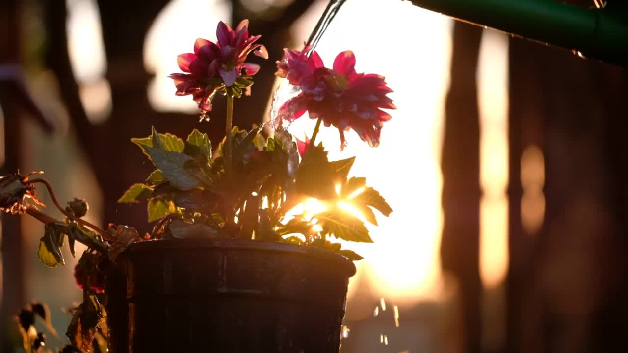   Stock Footage Watering A Flower Pot Live Wallpaper