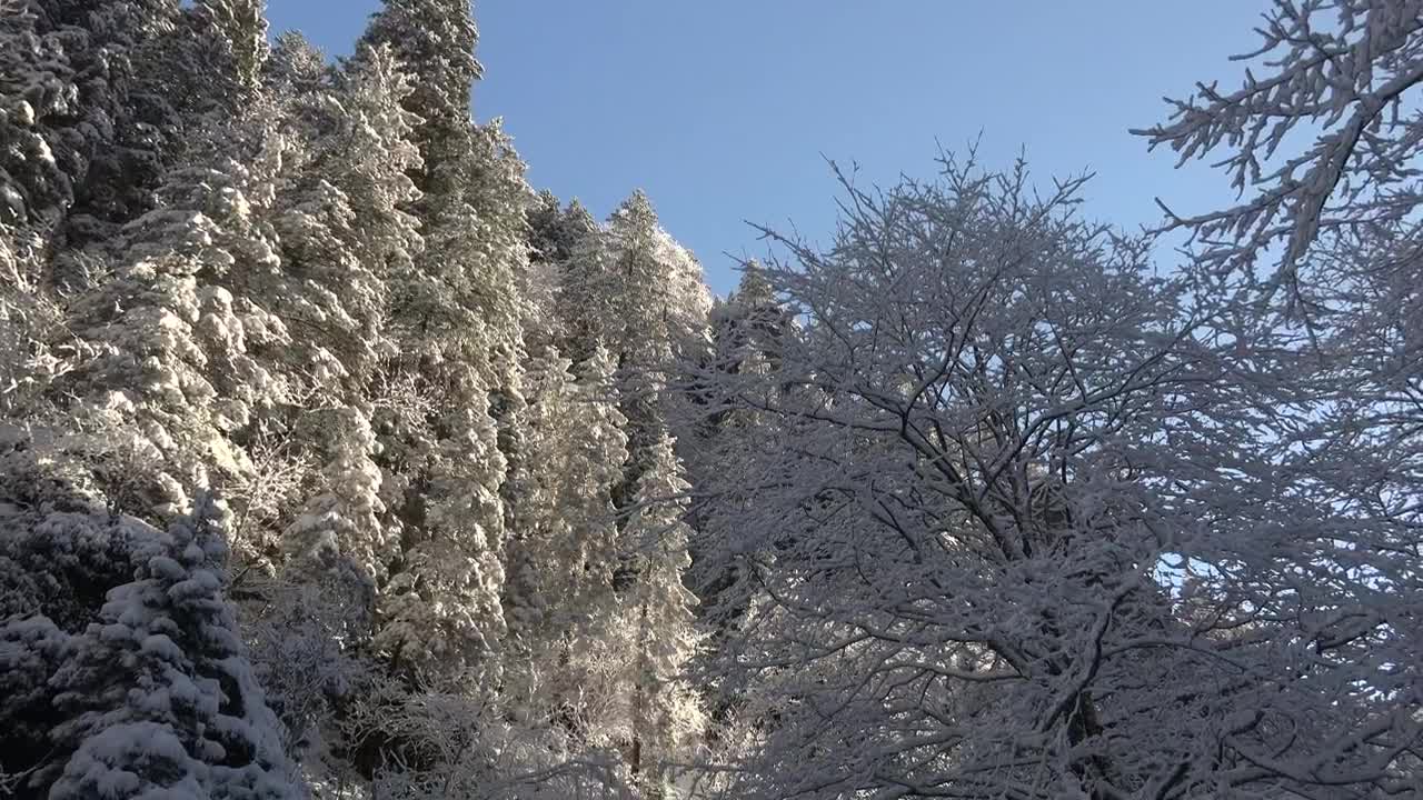   Stock Footage Waterfall In The Winter Forest Live Wallpaper