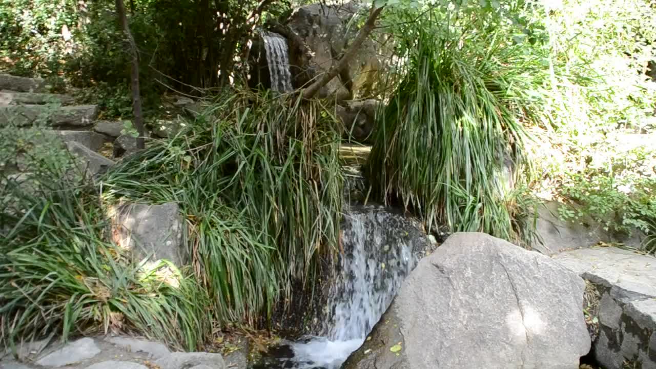   Stock Footage Waterfall Between Ferns Live Wallpaper