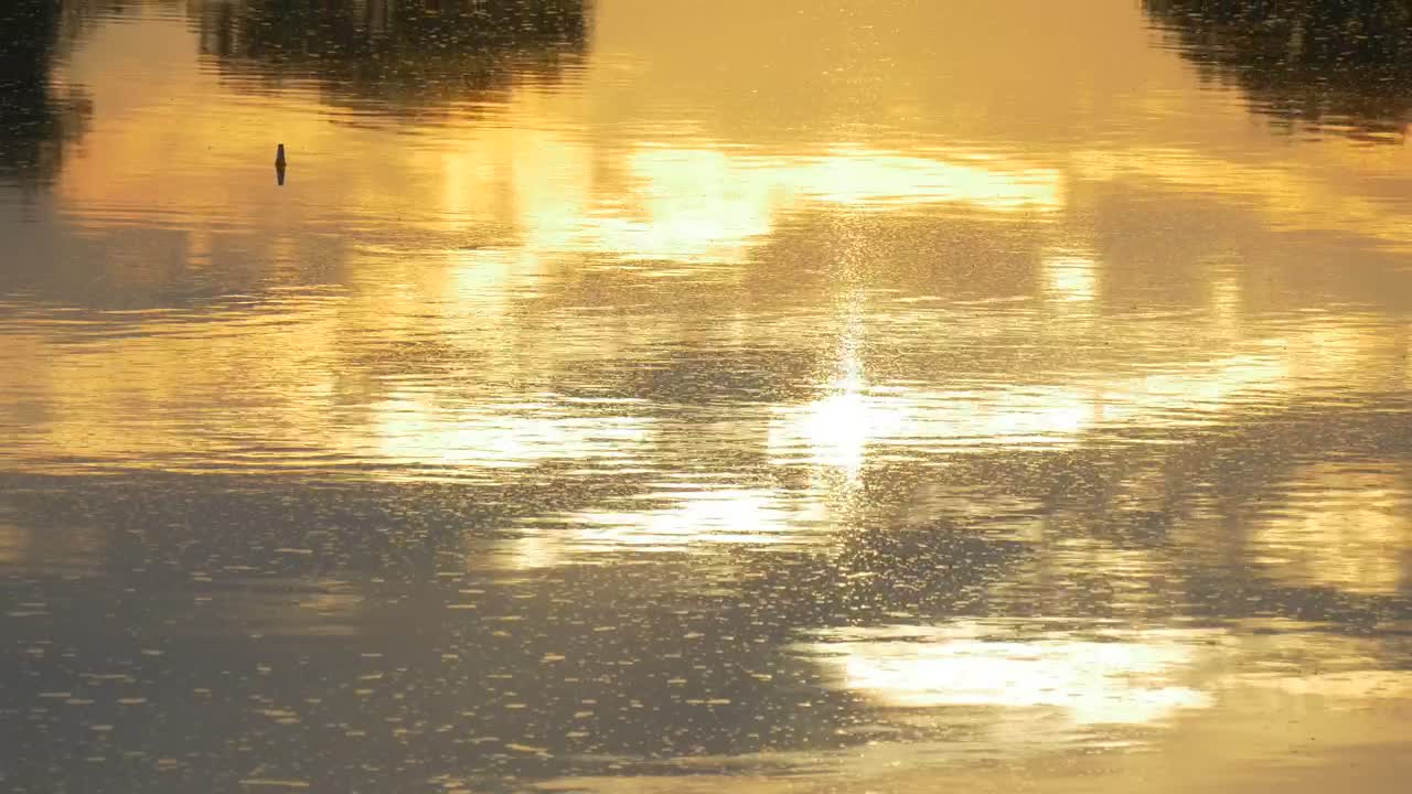  Stock Footage Water With Yellow Sunset Reflection Live Wallpaper