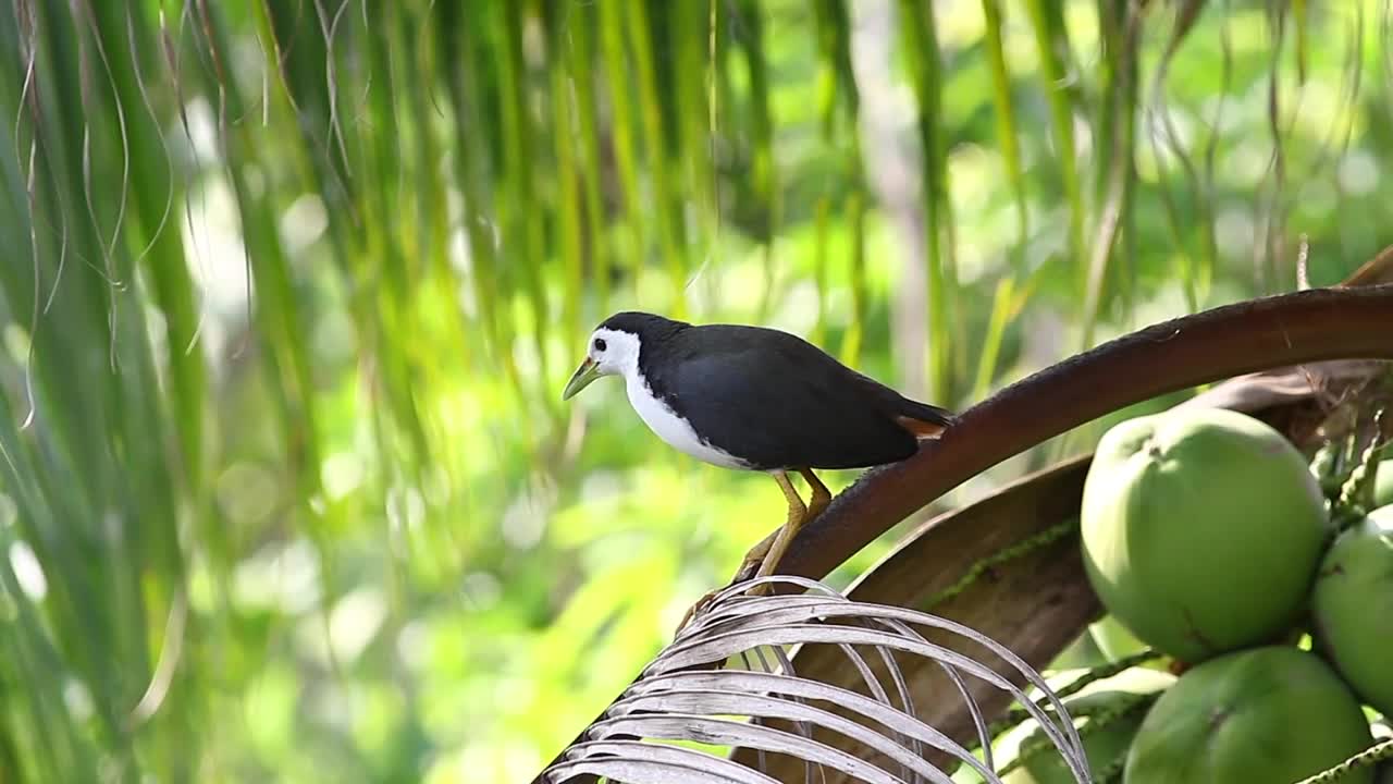   Stock Footage Water Hen In A Fruit Tree Live Wallpaper