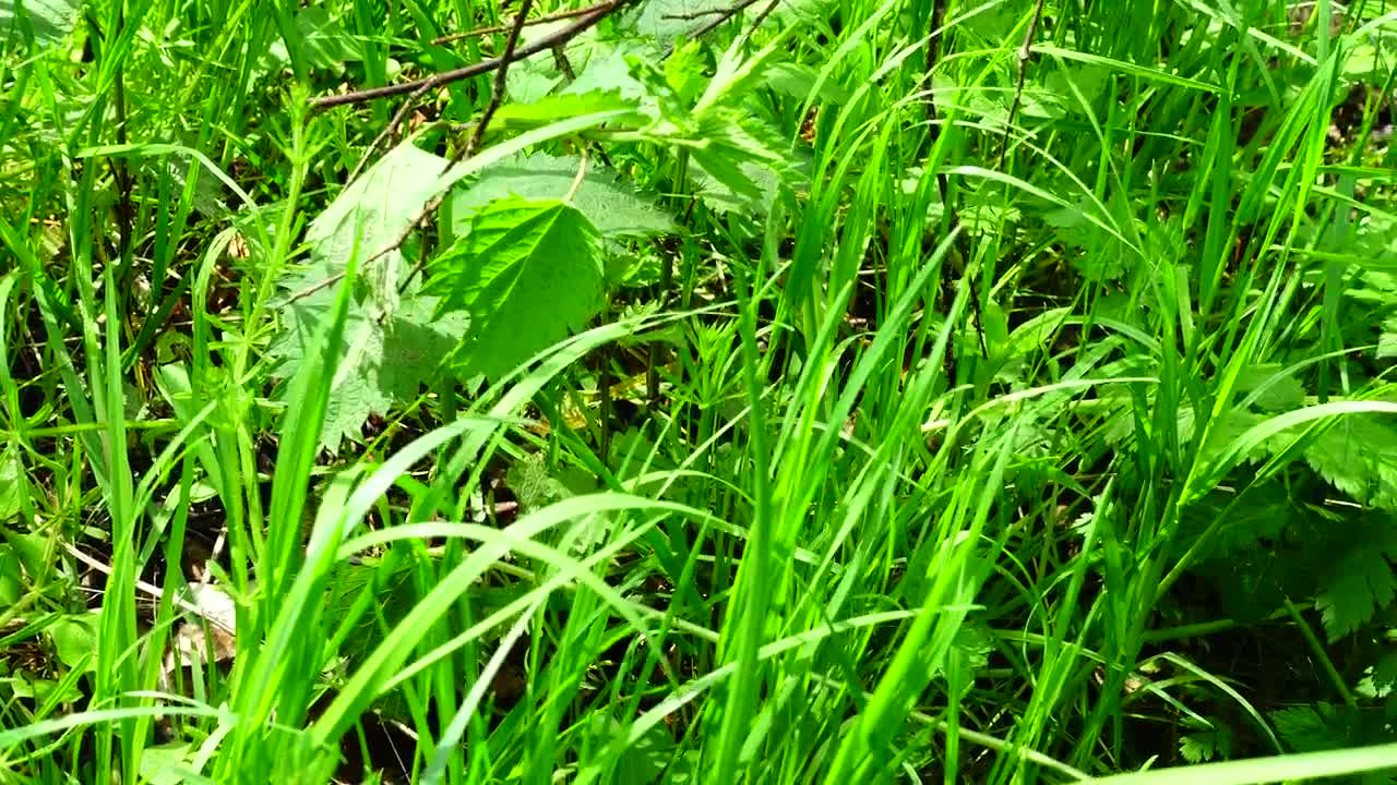   Stock Footage Water Flowing Through A Meadow Live Wallpaper