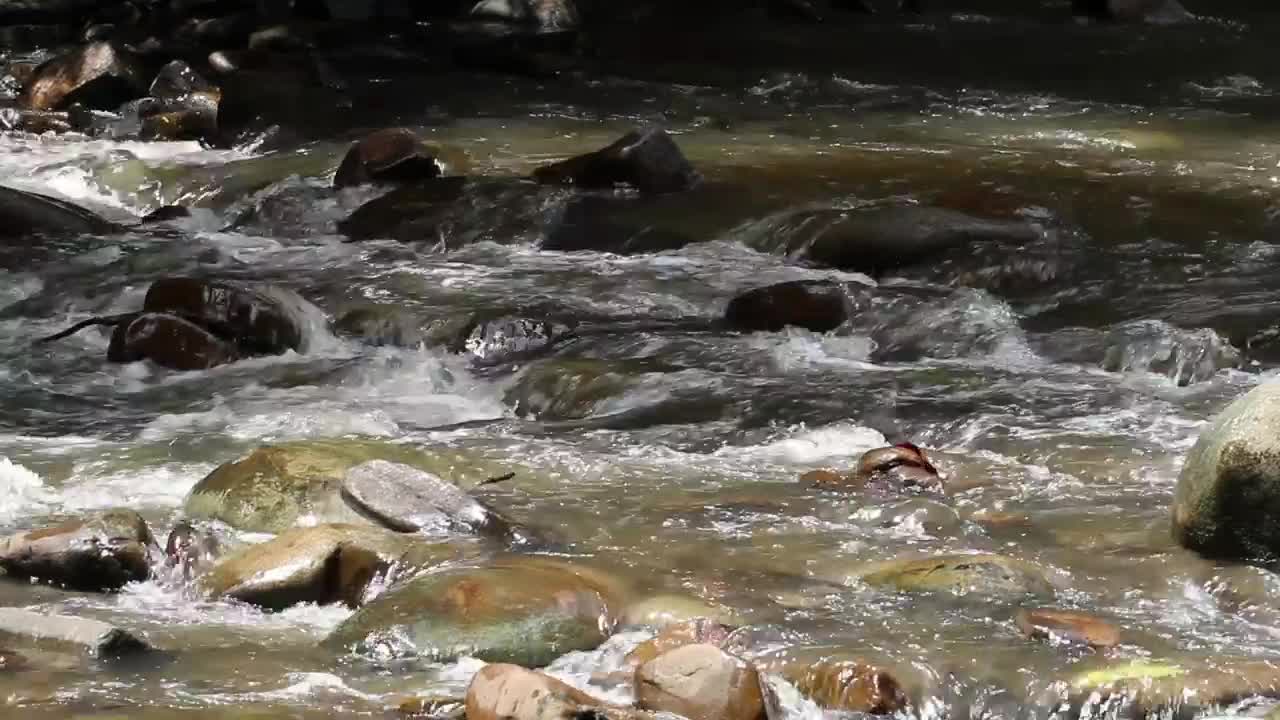   Stock Footage Water Flowing Over Rocks And Logs Live Wallpaper