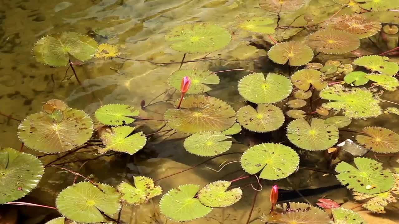   Stock Footage Water Flowing Below Plants Live Wallpaper