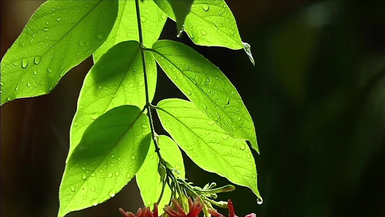   Stock Footage Water Drops Through Green Leaves Live Wallpaper