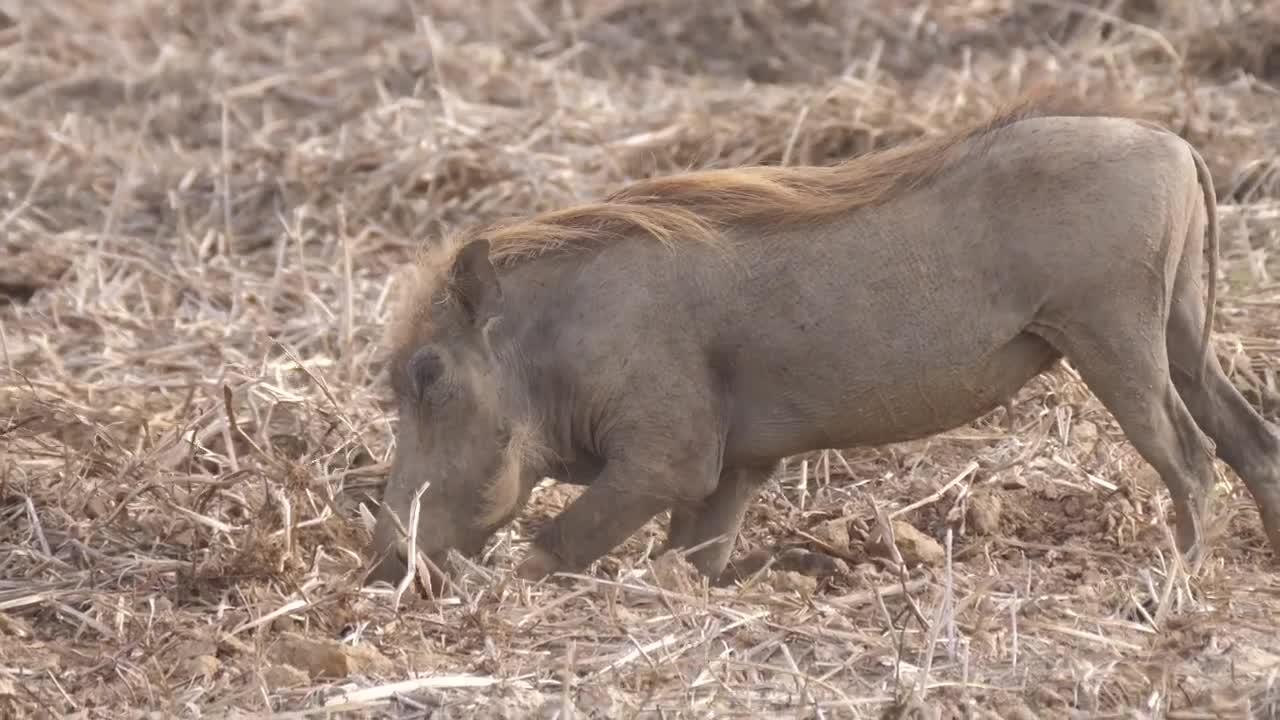   Stock Footage Warthog Digging For Food Live Wallpaper