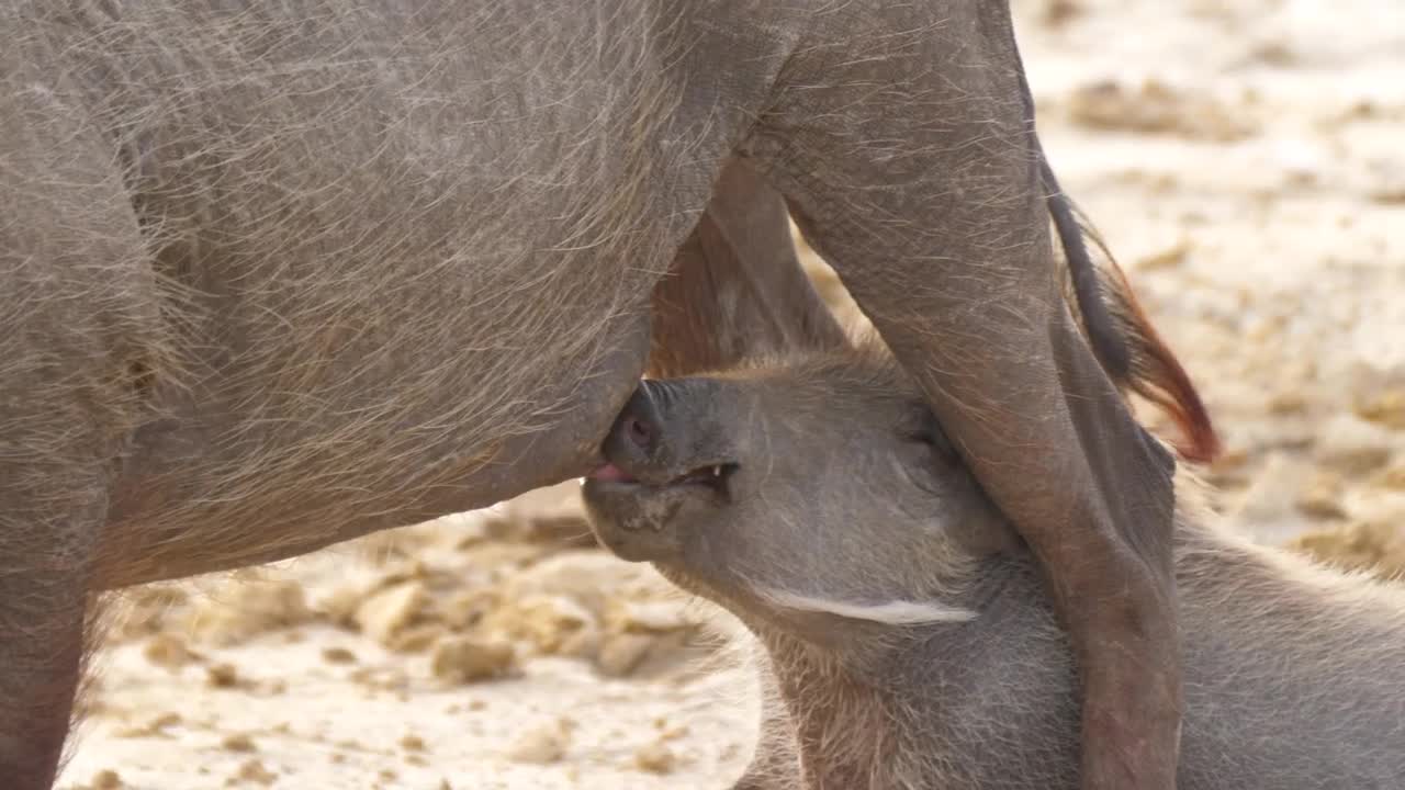   Stock Footage Warthog Baby Drinking Milk From His Mom Live Wallpaper