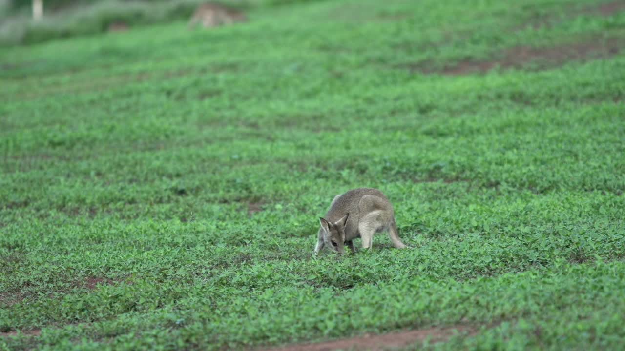   Stock Footage Wallaby Grazing Live Wallpaper