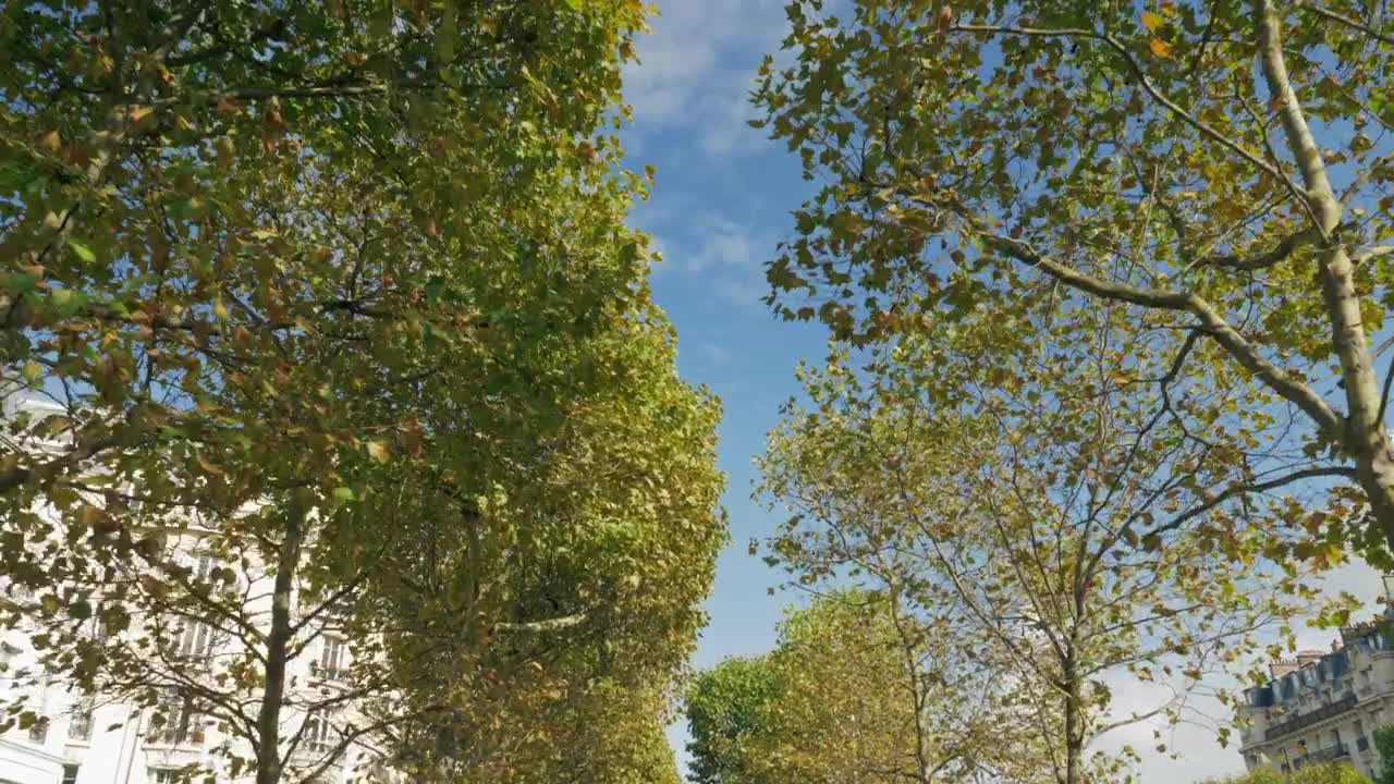   Stock Footage Walking Through A Park Avenue Live Wallpaper