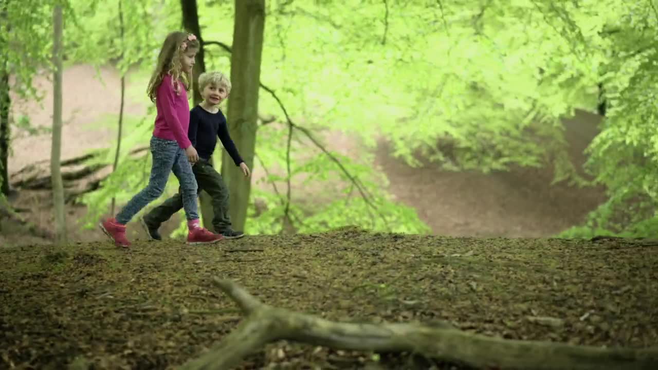   Stock Footage Walking Across A Forest Live Wallpaper