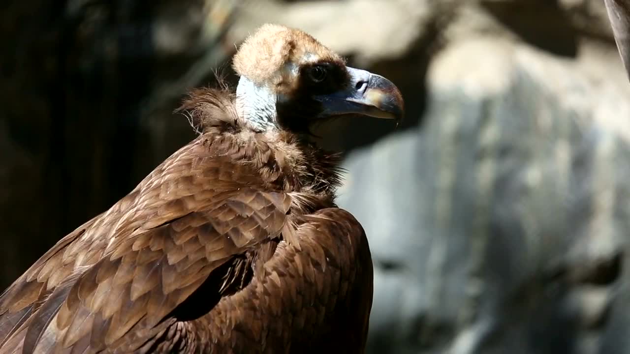   Stock Footage Vulture In The Wild Live Wallpaper