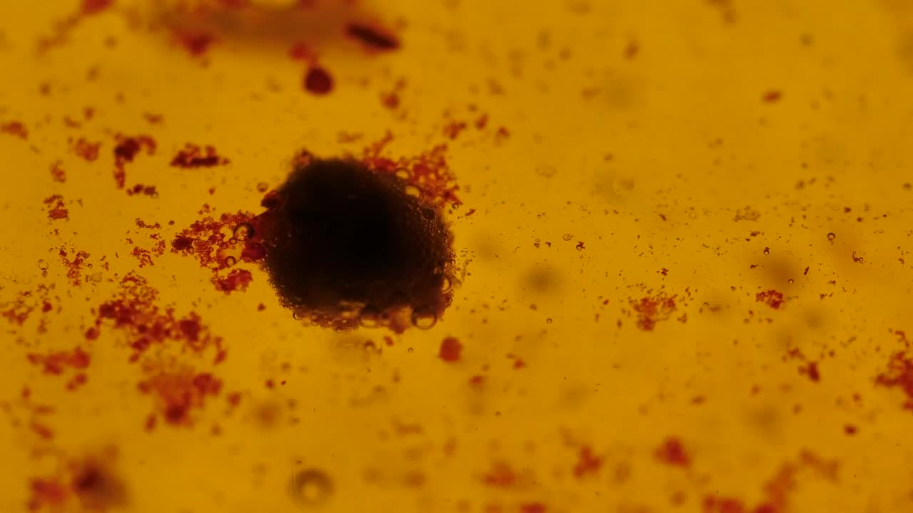   Stock Footage Viruses Absorbing Cells Floating In A Liquid Live Wallpaper