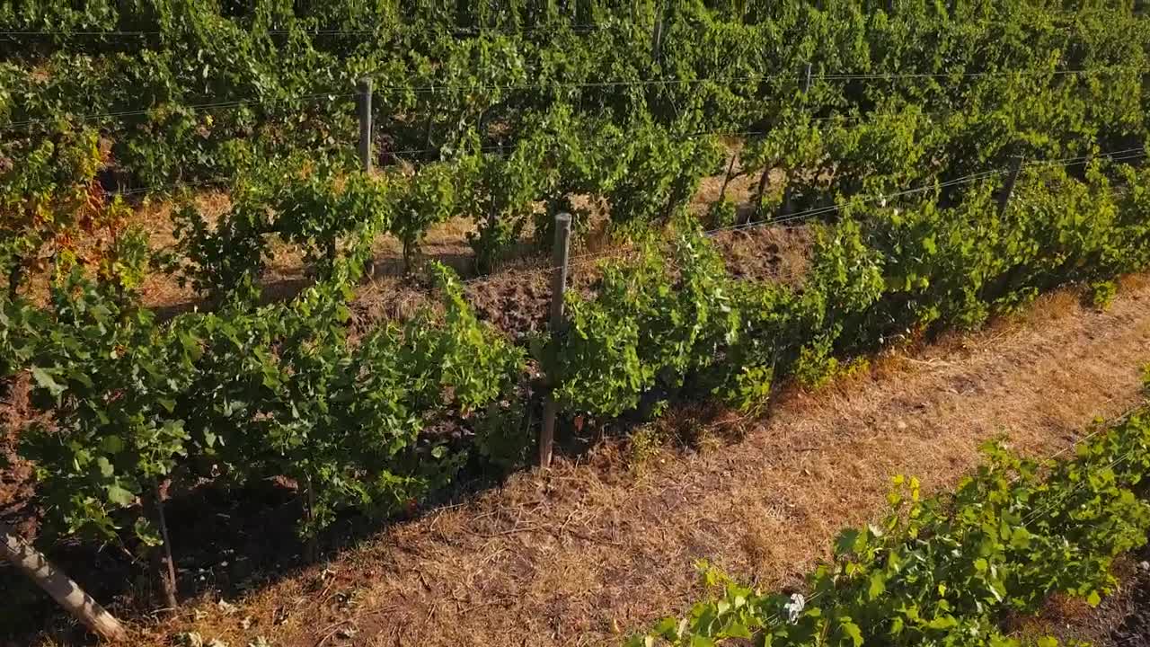   Stock Footage Vineyards Of Chianti In The Afternoon Live Wallpaper
