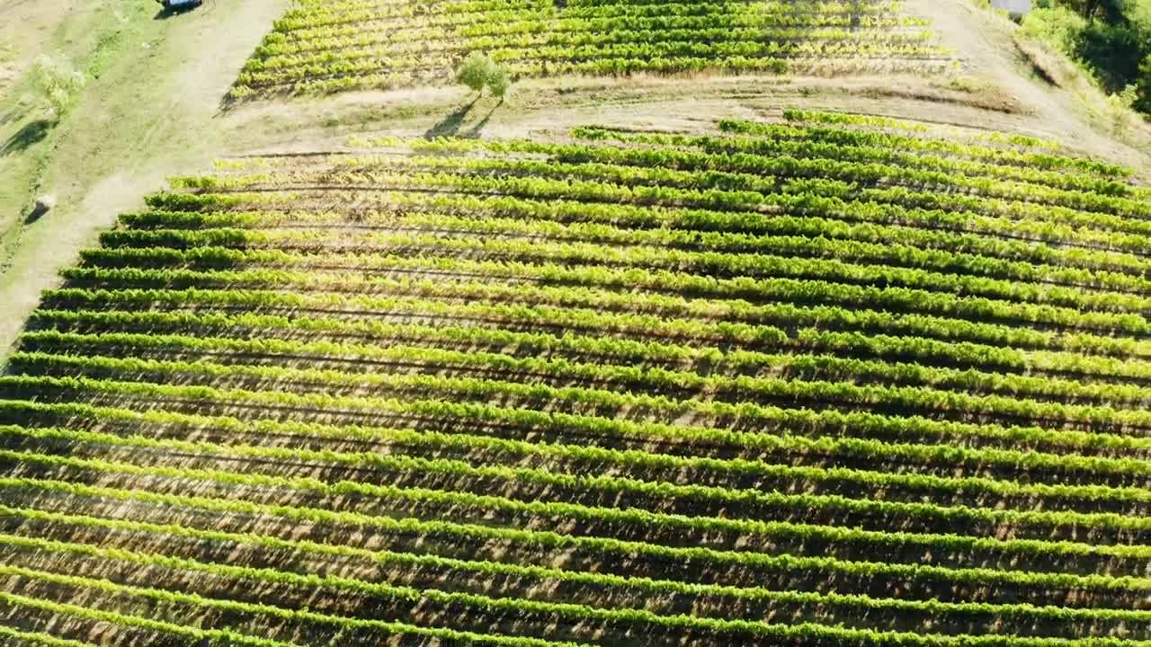   Stock Footage Vineyard Fields From Above Live Wallpaper