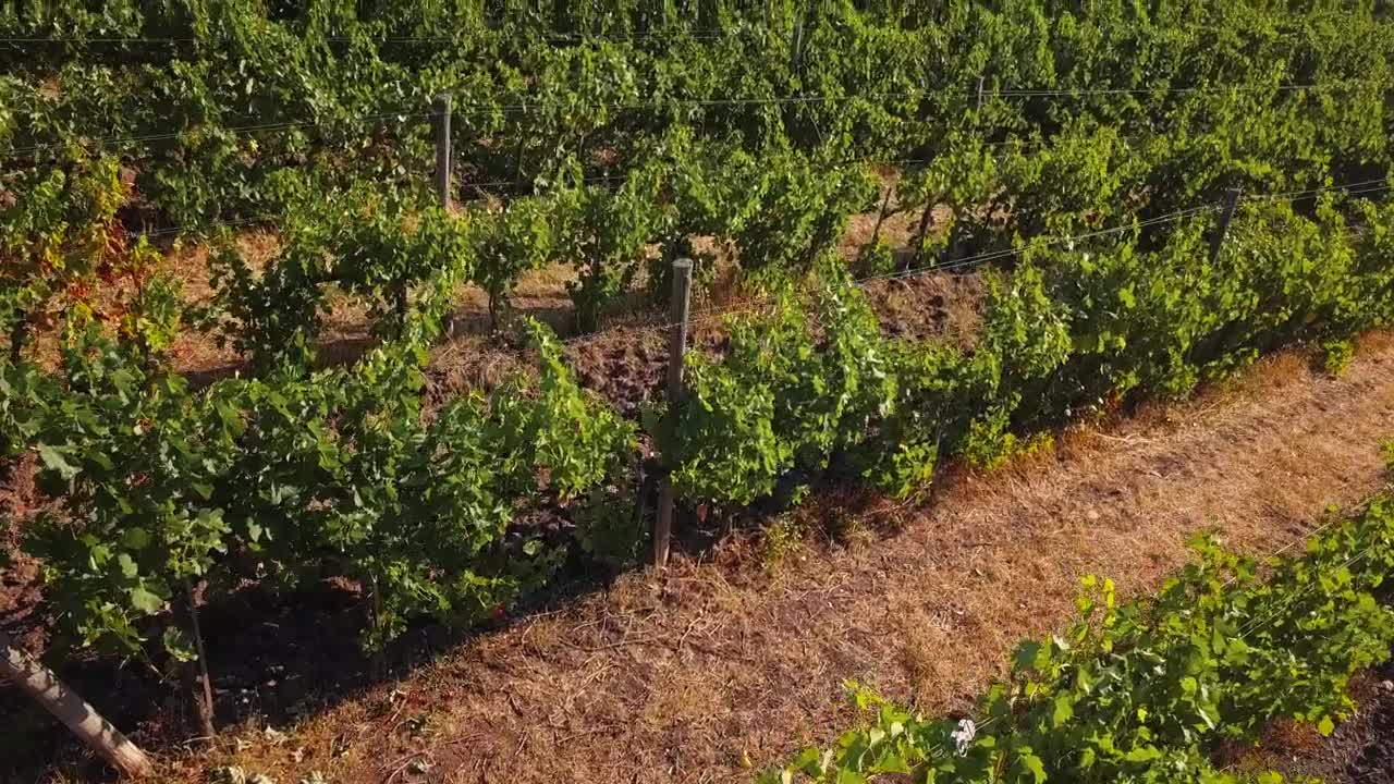   Stock Footage Vineyard Before Harvest Live Wallpaper