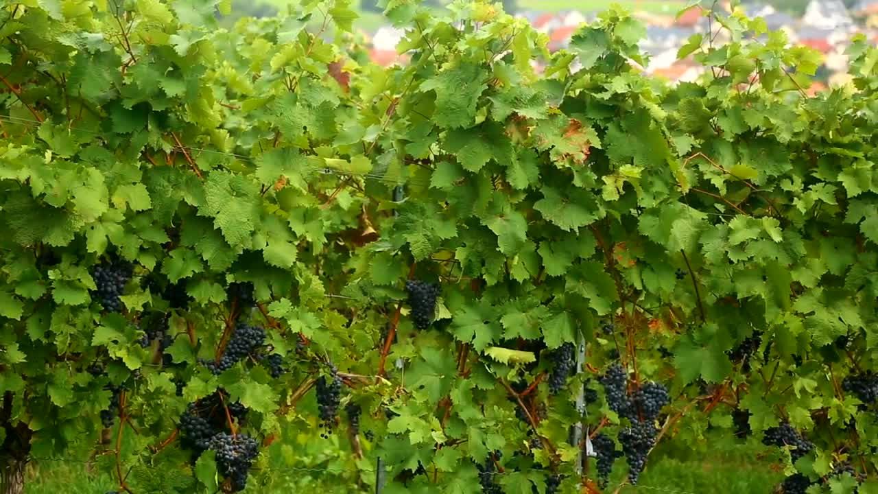   Stock Footage Vineyard And Town In The Distance Live Wallpaper
