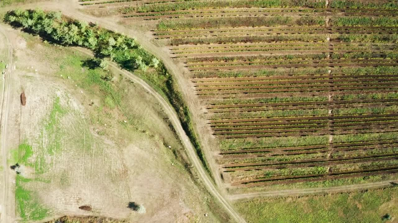   Stock Footage Vineyard And Empty Fields Live Wallpaper