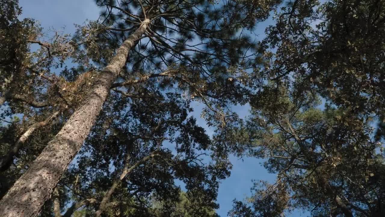   Stock Footage View Of Tall Trees And Clear Sky Live Wallpaper