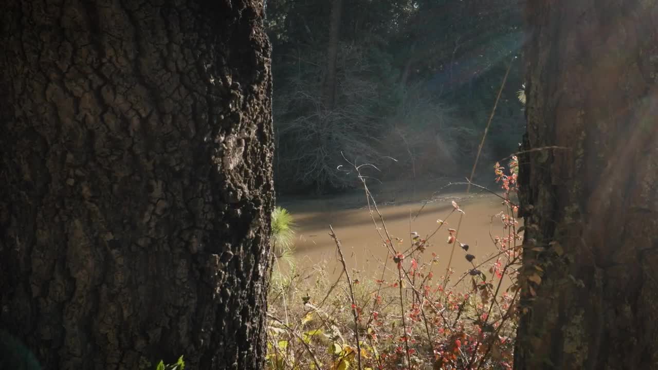   Stock Footage View Of A River Between Two Old Trees Live Wallpaper