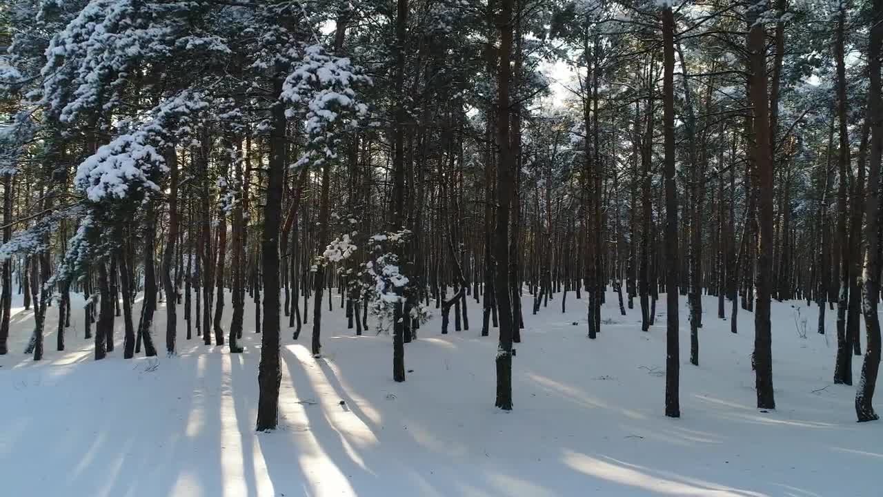   Stock Footage View Of A Drone Flying Low In A Winter Forest Live Wallpaper