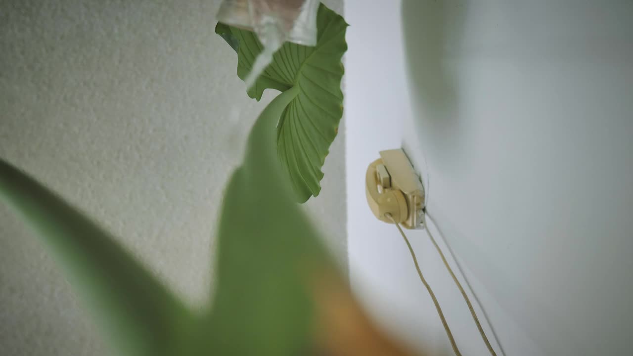   Stock Footage View From The Base Of A Plant While It Is Live Wallpaper