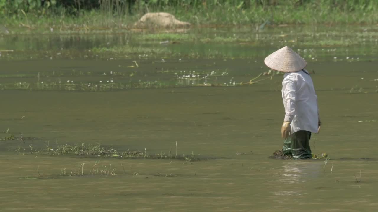   Stock Footage Vietnamese Worker In A Field Live Wallpaper