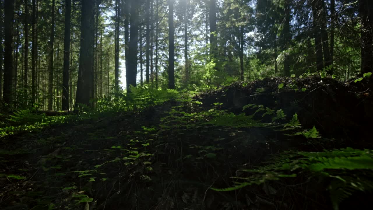   Stock Footage Vibrant Forest Floor Live Wallpaper