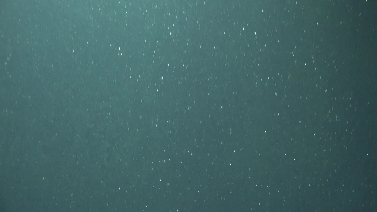   Stock Footage Underwater Plankton Live Wallpaper