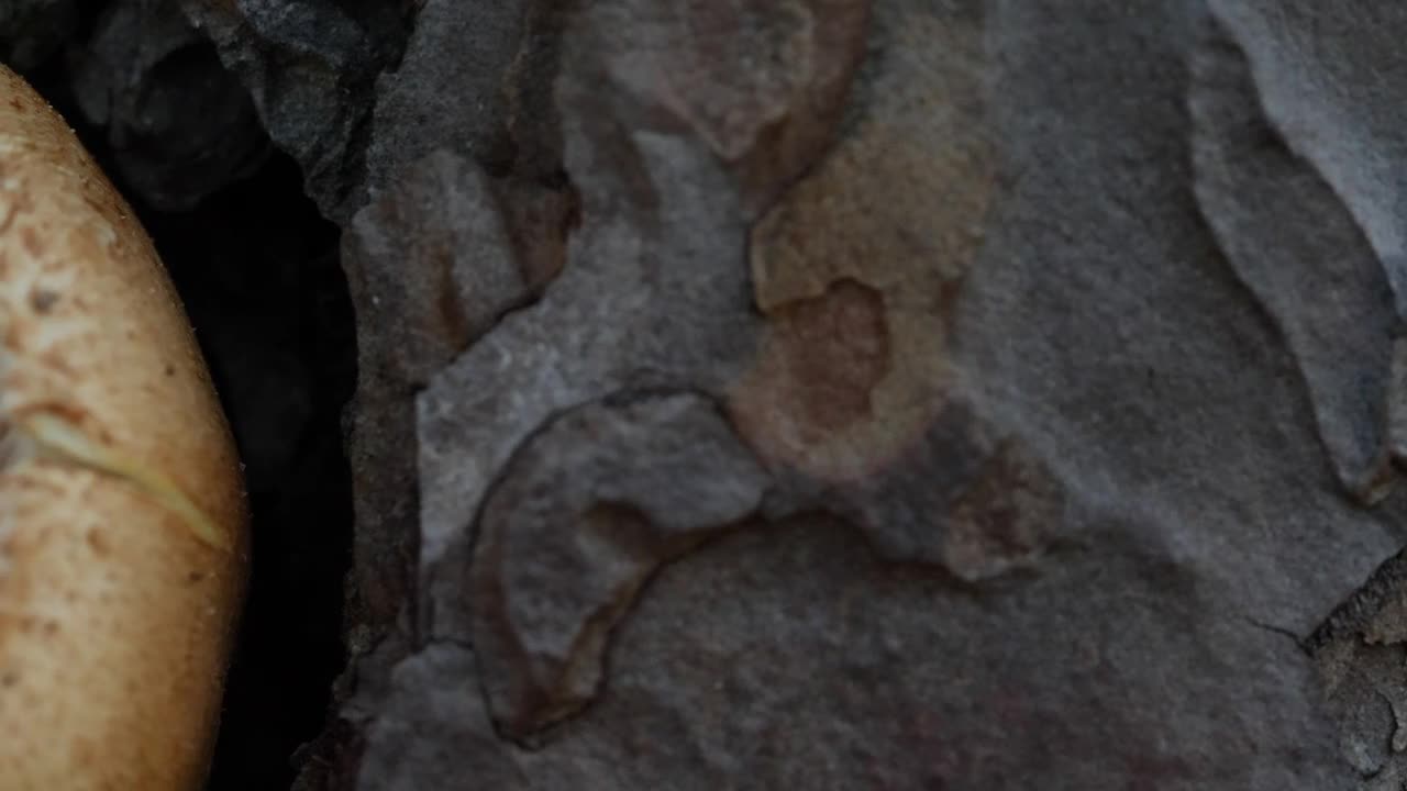   Stock Footage Underside Of Wild Mushroom Live Wallpaper