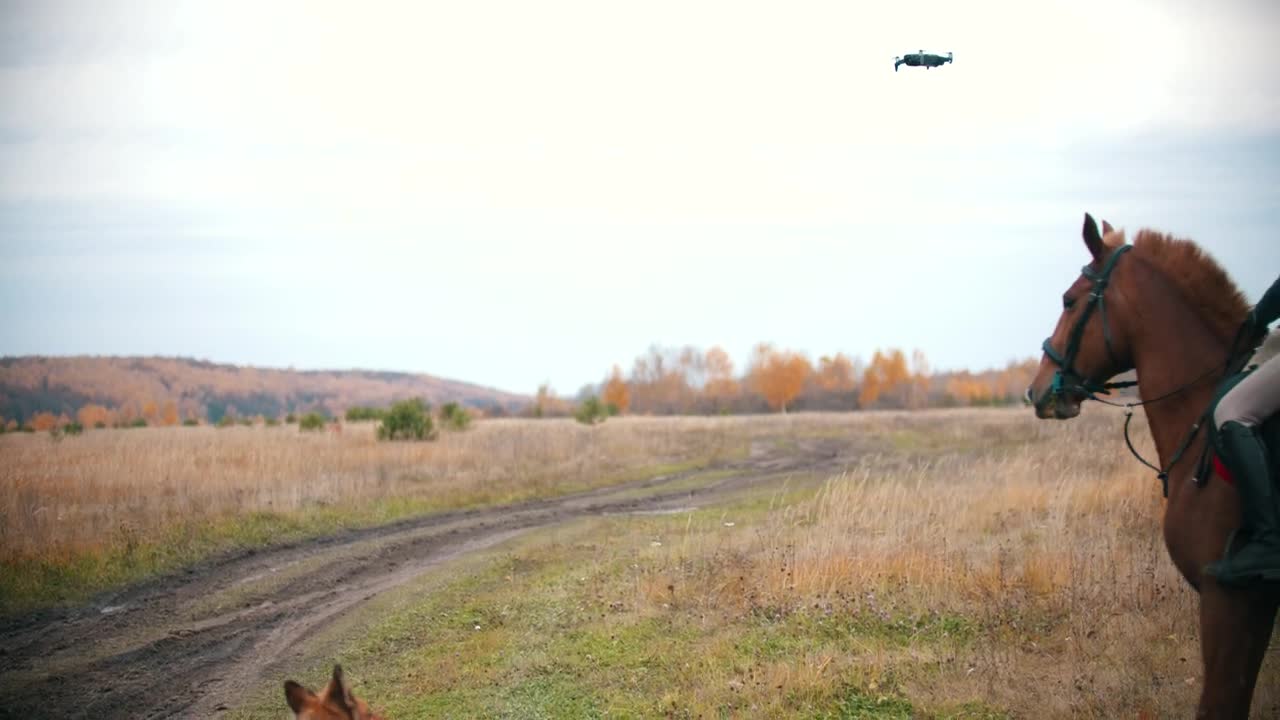   Stock Footage Two Woman Riding Horses On The Field And A Dog Live Wallpaper