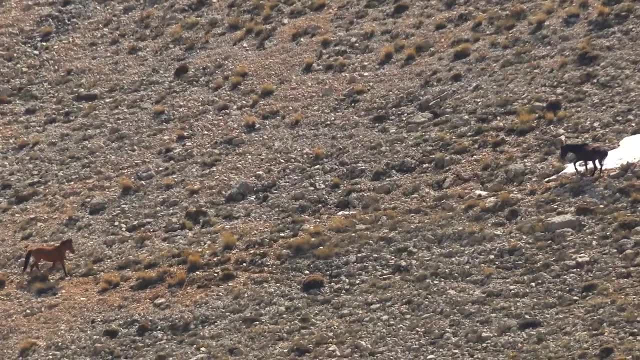   Stock Footage Two Wild Horses In The Valley Live Wallpaper