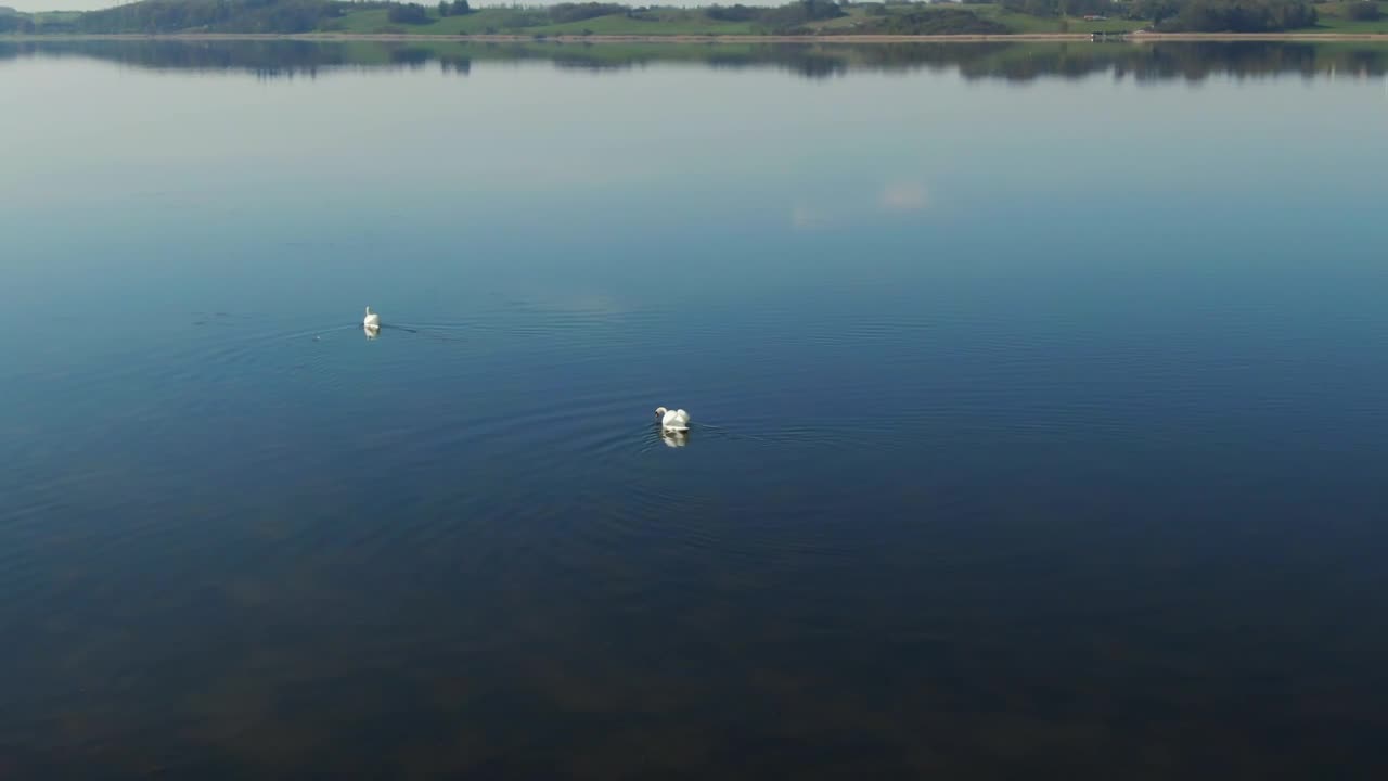   Stock Footage Two Swans Crossing A Lake Live Wallpaper