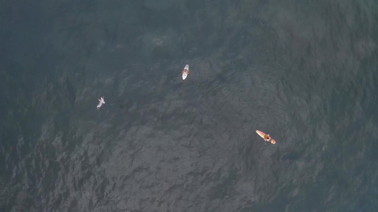   Stock Footage Two Surfers In The Middle Of The Ocean Live Wallpaper