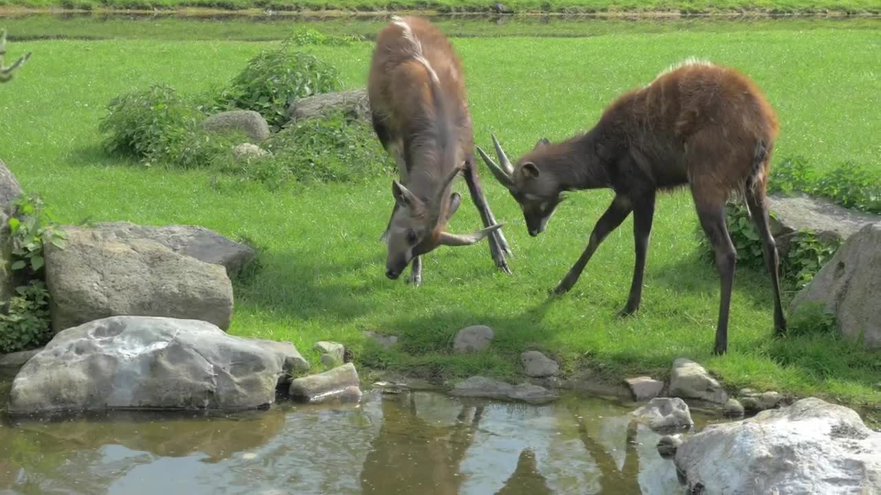   Stock Footage Two Sitatunga Locking Horns Live Wallpaper