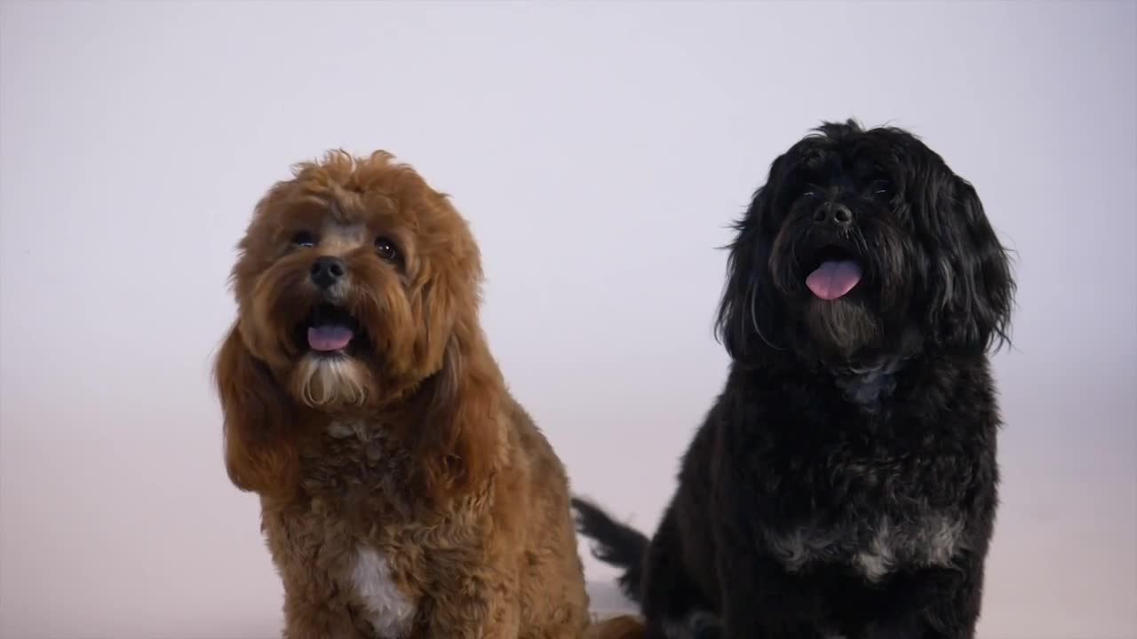   Stock Footage Two Puppies Side By Side Live Wallpaper